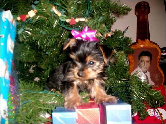 Baby Doll Faced Teacup Yorkie Puppies