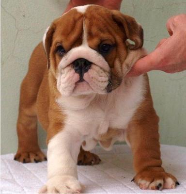 Male and Female English Bulldog Puppies For Adoption
