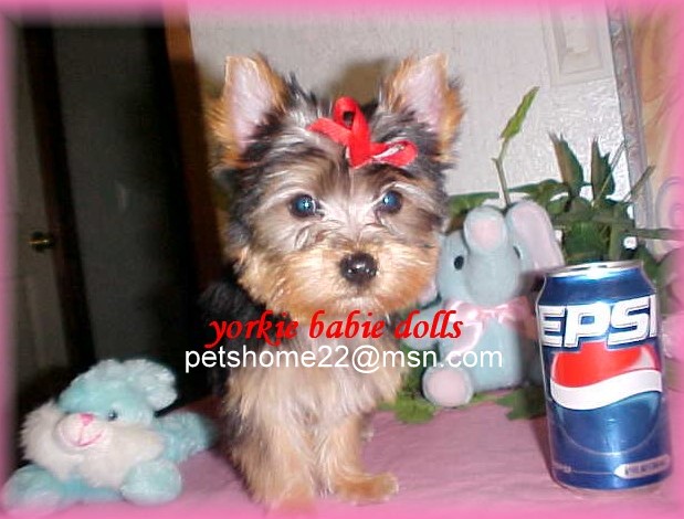 lovely and adorable yorkie puppies for adoption