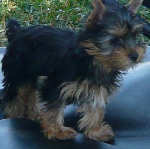 adorable yorkie puppies for adoption