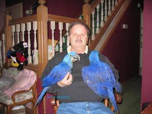 Excellent Male and Female Hyacinth Macaw Parrot for Adoption