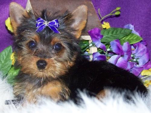 CUTE LOVELY AND ADORABLE  YORKIE PUPPIES FOR ADOPTION