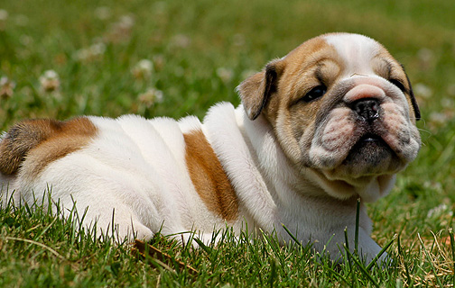 adorable lovely english bulldog puppy for a new home