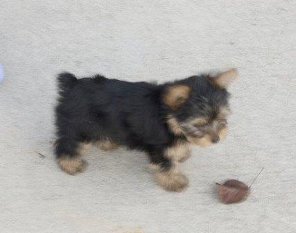 Yorkie Puppies For Adoption