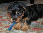 teacup yorkie puppies for adoption