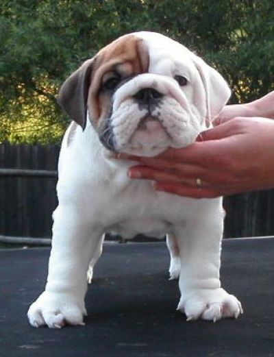 Adorable English Bulldog Pups  For Good Homes