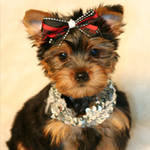 Fluffy Hair Teacup Yorkie Babies For Pet Loving Homes