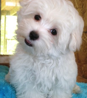 tea cup maltese puppies for free rehomming