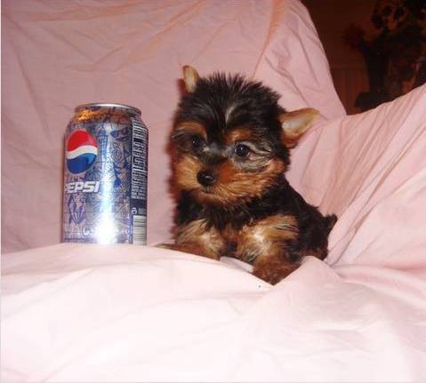 Yorkshire Terrier Puppies (nellydanny@-y-mai-l.c-o-m)