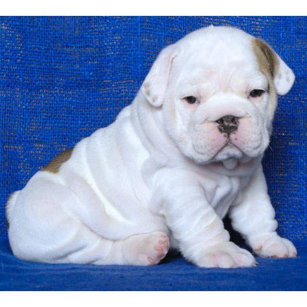 Male and Female English Bulldog Puppies. monicacalmi@yahoo.com