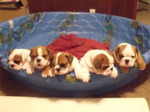 PUREBRED AKC $ CKC HEALTHY ENGLISH BULLDOG PUPPIES READY 4 ADOPTION