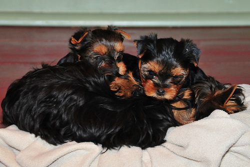 Proven AKC Purebred Yorkshire Terrier Puppies Urgently Needs A Home