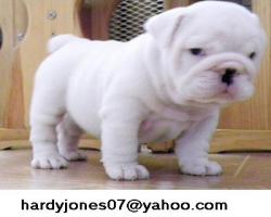 Outstanding English Bulldog puppies for Adoption