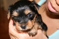 Playful male and female Yorkie puppies for adoption.