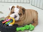 X-MAS English Bulldog Puppies For Adoption