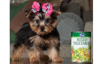 Healthy male and female Yorkie puppies for adoption