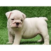 Adorable English Bulldog Puppies For Adoption.