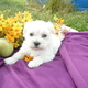 Teacup Male And Female Maltese Puppies For Free Adoption