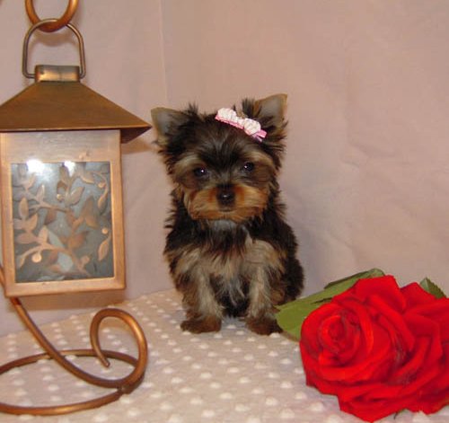 yorkie puppies yourkie puppies for good home