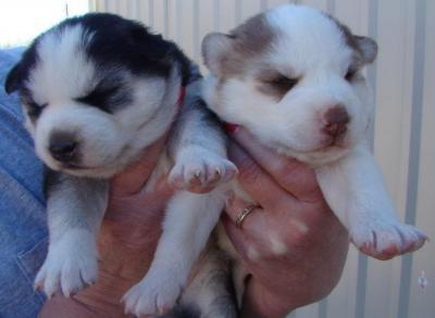 Beautiful Siberian Husky puppies