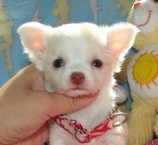 Sweet Chihuahua puppies available