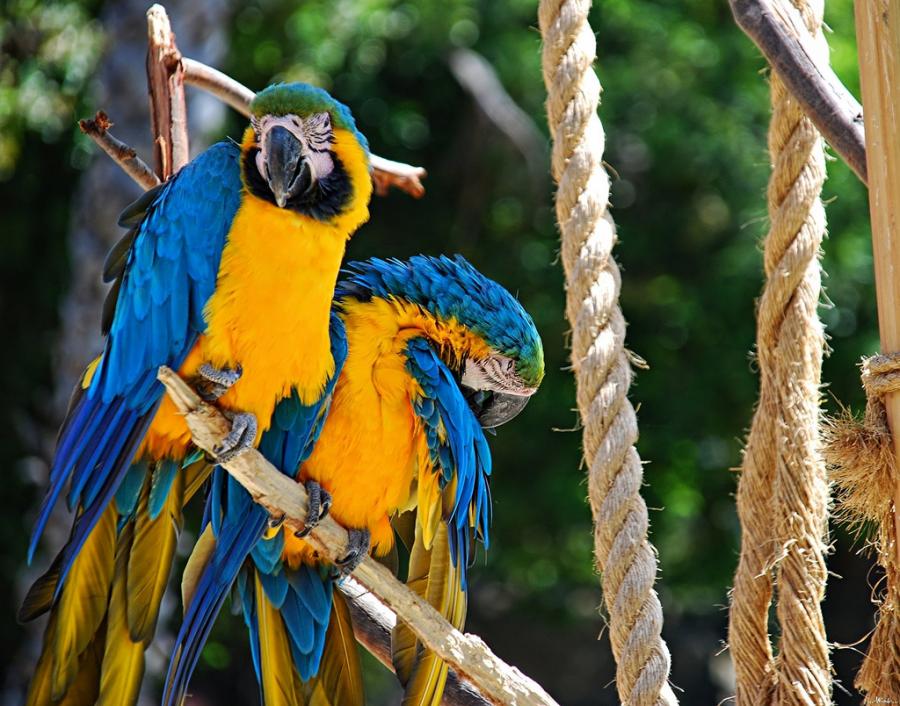 colourful macaw parrots for sale