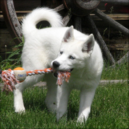 BLUE EYES SIBERIAN HUSKY PUPPIES FOR HOMING