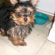 Wrinkly Teacup (male and female) Yorkie Puppies For Adoption/Free