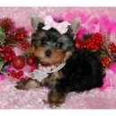 lovely and adorable yorkie puppies for a new home