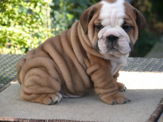 Lovely English Bulldog Puppies For Adoption..