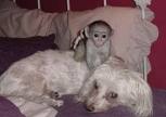 lovelyand adorable  capuchin monkeys for rehoming