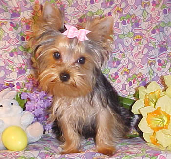 Cute Doll face yorkie puppy for a good and lovely home