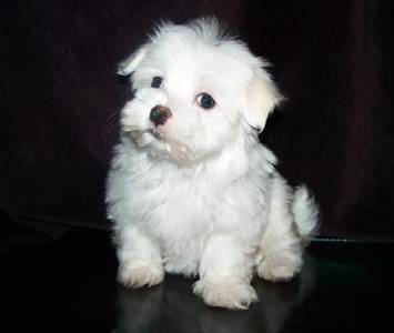 nice looking Maltese puppy now waiting for new home