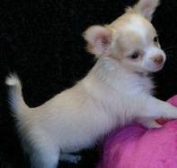 CHIHUAHUA PUPPIES FOR ADOPTION