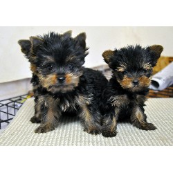 Beautiful Baby face Male And Female Yorkie puppies for adoption