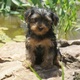 POTTY TRAINED MALE AND FEMALE TEACUP YORKIE BABIES FOR ADOPTION.