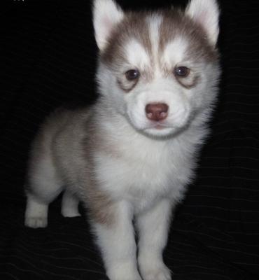 Adorable Siberian Husky Puppies For Free Adoption