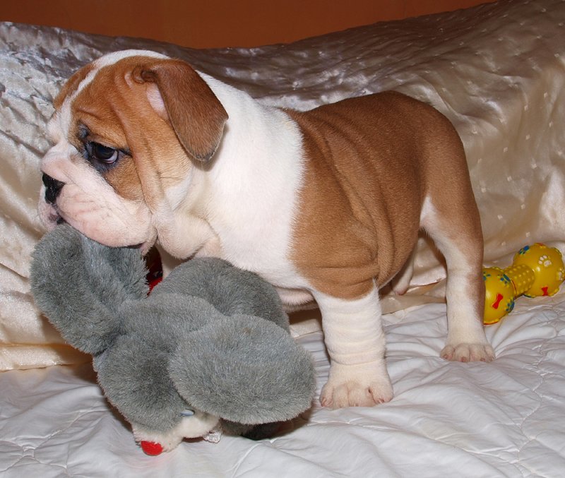 English Bulldog Puppies For Adoption