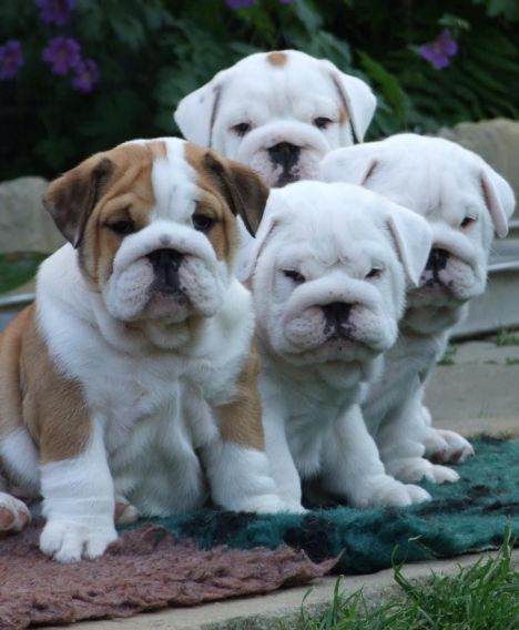 lovely  english  bulldog