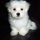 Healthy male and female Maltese puppies now up for free fadoption