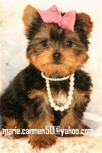 Gregarious yorkies puppies for adoption