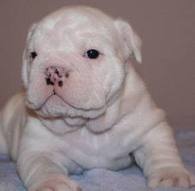 Two Outstanding English Bulldog puppies for adoption (11 weeks)