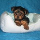 Dream Come True Teacup Yorkie Puppies For Adoption