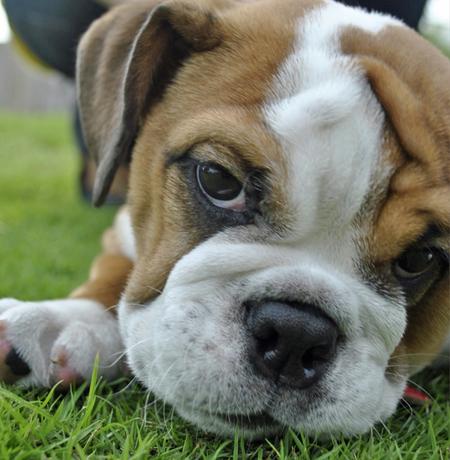 cute english bulldog for adoption