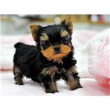 Excelent Breed T Cup Yorkie Puppy