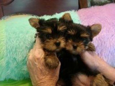 Yorkies For Free Adoption