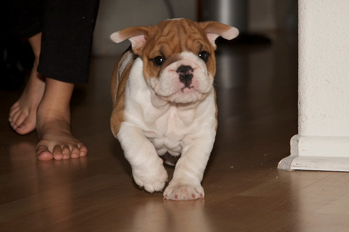 Adorable English Bulldog Puppy (home,crate and potty Trained)