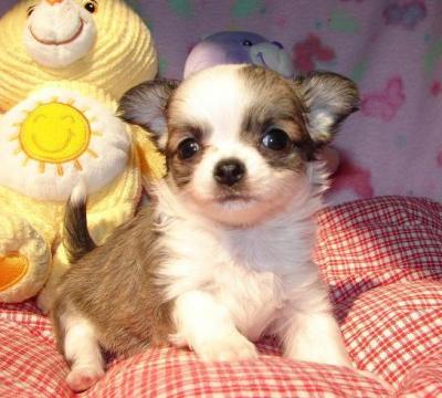 Chihuahua puppies