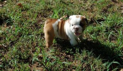 We have beautiful English bulldog puppies,