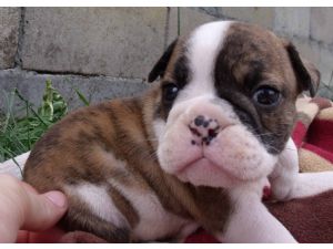 cute bulldog puppies for a caring home.